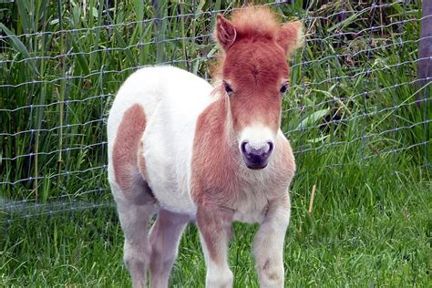 micro ponies|mini dwarf pony for sale.